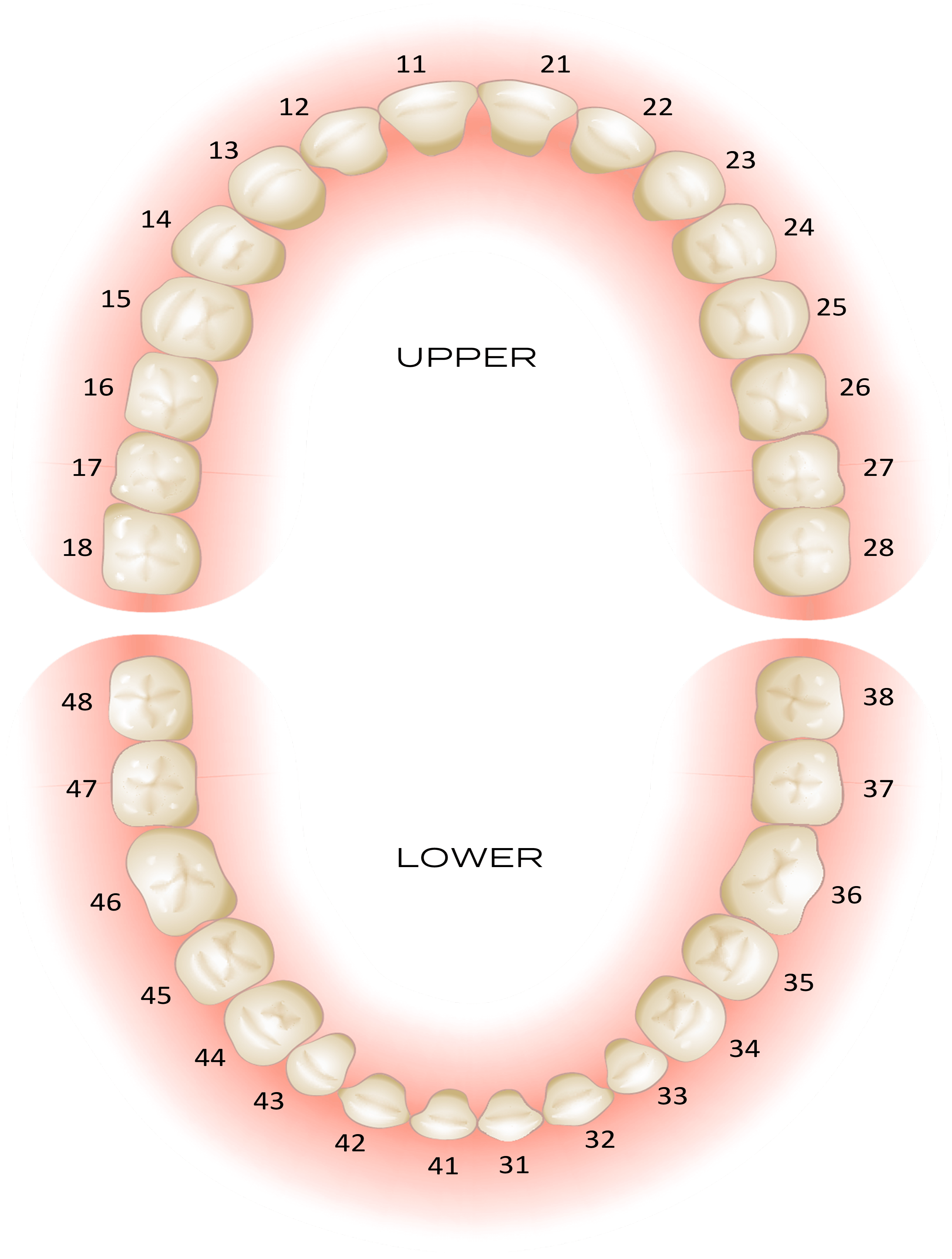 Blank Tooth Chart Download Printable Pdf Templateroller 58 Off